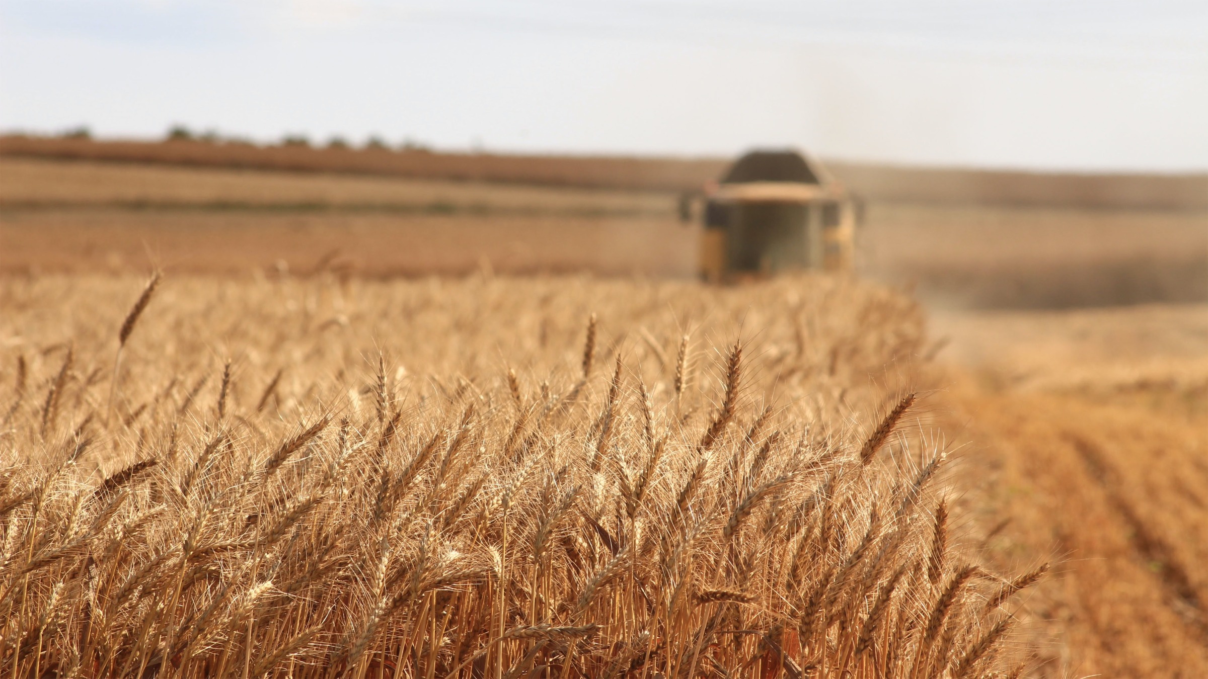 A close-up of a golden wheat field with ripe stalks in sharp focus. The background is softly blurred, featuring a tractor and more fields under a clear sky.